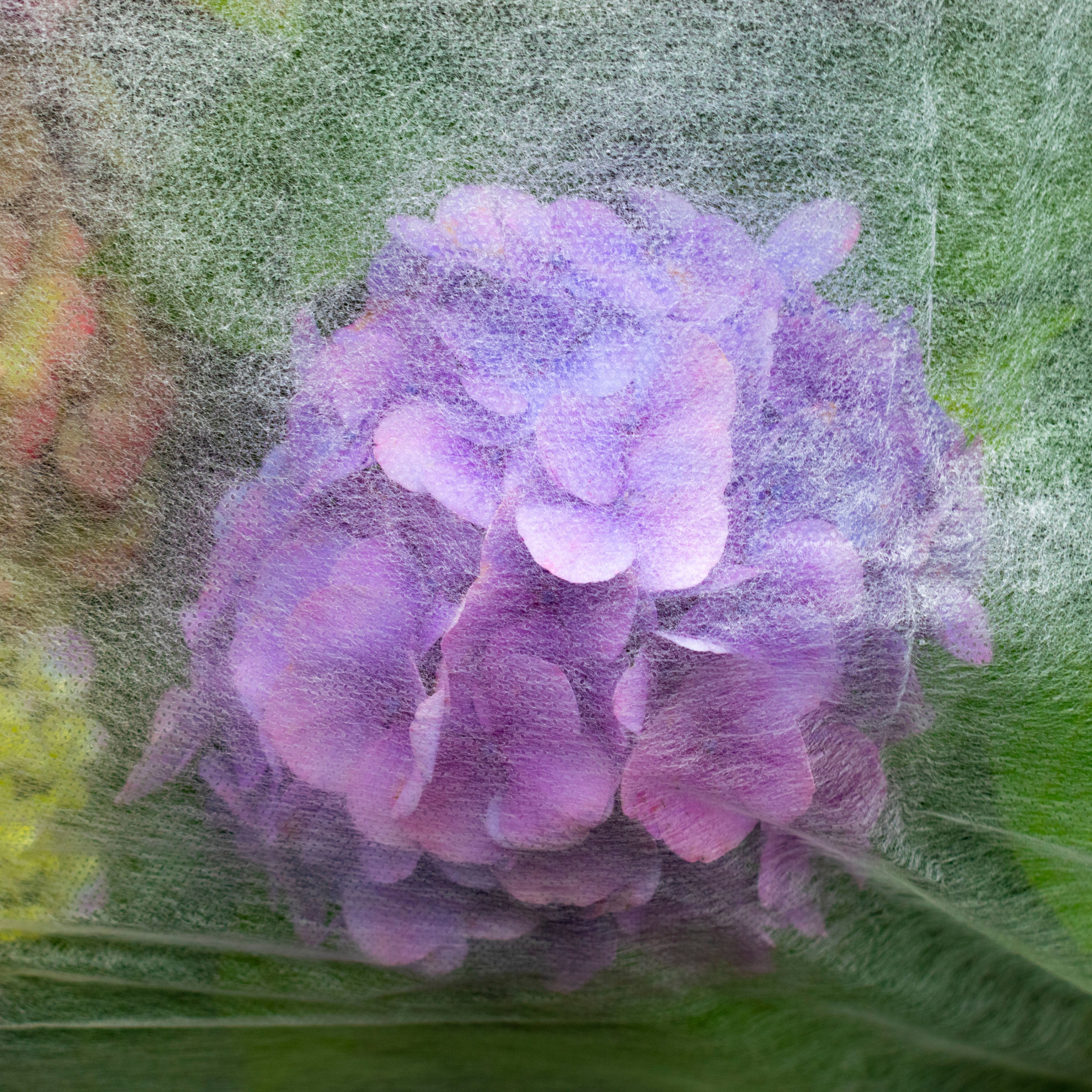 17g Non-Woven Frost Protect Fleece 1.6m x 5m